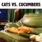 Funny cats vs Cucumbers -- Epic battle