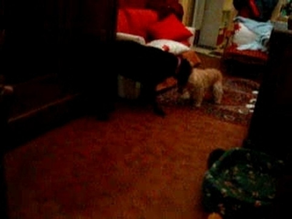 Novembre2007 013 Patou et Chanelle2