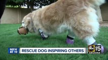 Dog with prosthetic legs rescued from South Korea