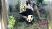 圓仔學媽媽 Giant Panda Cub Yuan Zai Learning From Her Mother Yuan Yuan