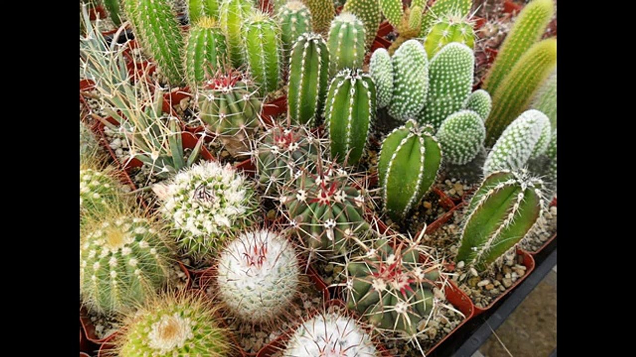 Pros And Cons of Living in Arizona