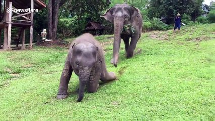 Baby elephant slips as she walks down hill after heavy rain