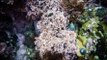 Underwater Timelapse Shows Aquatic Life Near Wellington
