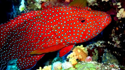 МУЛЬТИК ПРО АКУЛУ! ВЛЮБЛЕННАЯ АКУЛА! +2 сказки для детей. Новый мультик