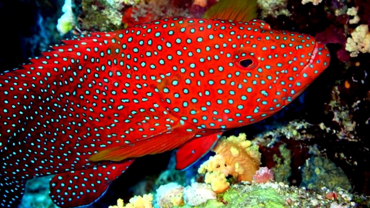 МУЛЬТИК ПРО АКУЛУ! ВЛЮБЛЕННАЯ АКУЛА! +2 сказки для детей. Новый мультик