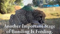 Man Reunites With African Cheetah BIG Cat After 1 Year Absence - Do You Remember Me? A Documentary