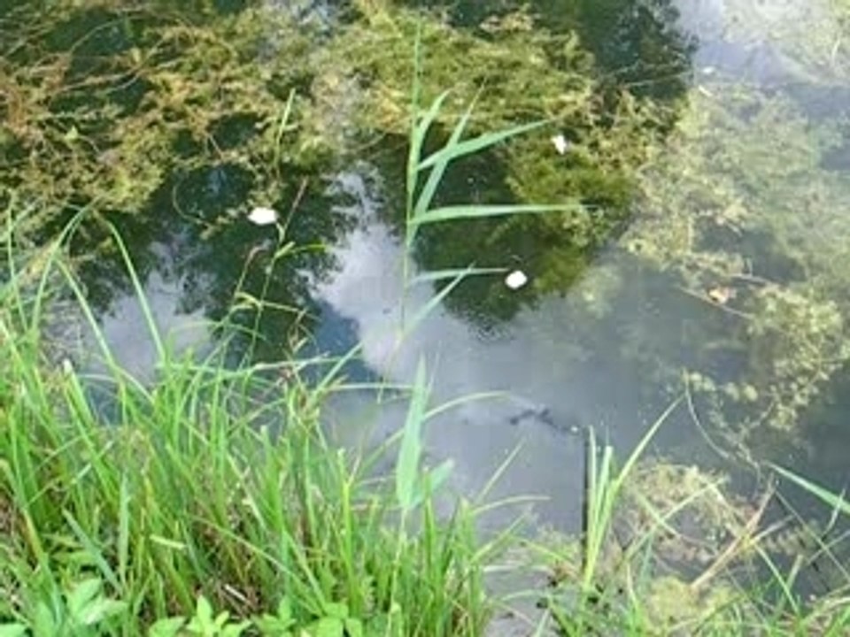 attaque en surface d'un brochet