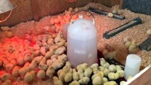Raising Chickens for Meat: Week 1 of 8, Chicks Arrive