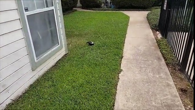 Home Inspector Dallas Condo Inspections Skunk Living In The Hedges