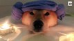 Dog tired relaxation – Dog enjoys relaxing bubble bath