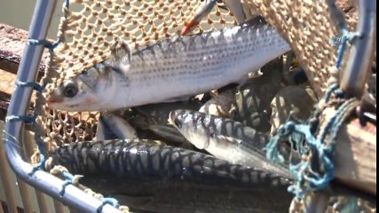 Yumurtalı Kefal Balıkları Denize Bırakıldı