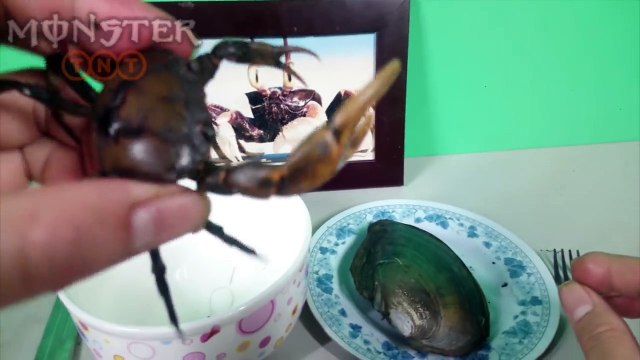 Eating LIVE CRAB and OYSTERS!!! Kluna Tik TNT Dinner #16 _ Eating sounds (No Talking ASMR)-ial1yrl3dK0