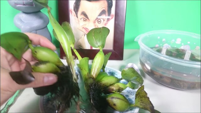 Eating LIVING EEL and SNAILS!!! Klunatik TNT Dinnder #29 _ ASMR eating sounds no talk-p9k_wibi6-8