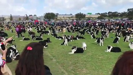 Raduno di Border Collie più grande del mondo