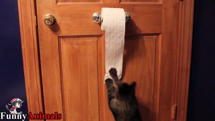 Funny Cats Vs Toilet Paper Compilation 2017 - Funny Cat Videos
