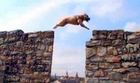 Cão atleta em bela lição de parkour