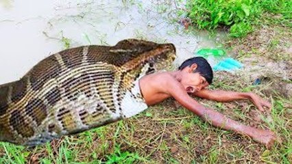 Amazing DeepHole Catch A Lot Of Snakes (Primitive Snake Trap)