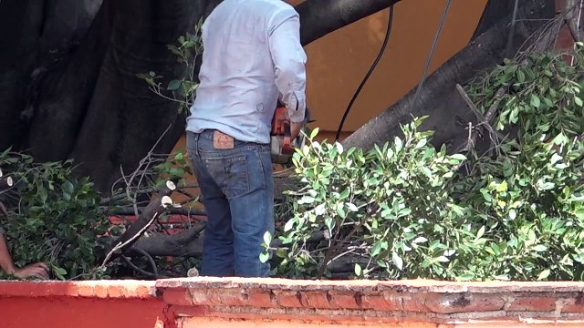 El Instituto de la Mujer Guanajuatense en Cata, comete ecocidio contra un viejo árbol del lugar.