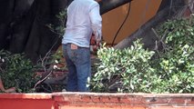 El Instituto de la Mujer Guanajuatense en Cata, comete ecocidio contra un viejo árbol del lugar.