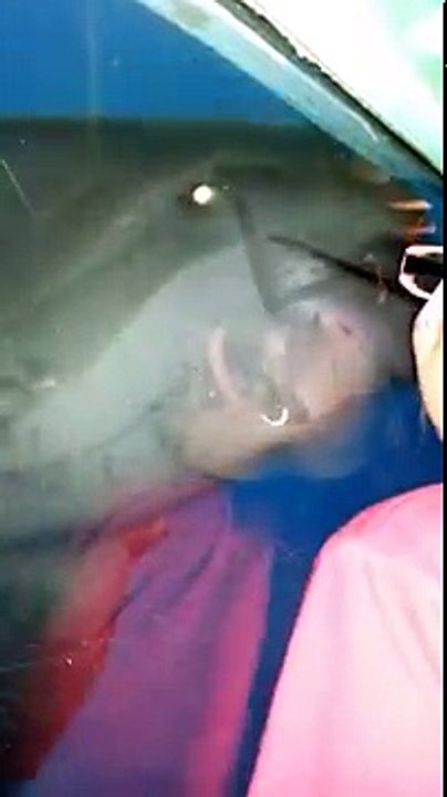 The daughter is talking to dolphins|Orlando Seaworld Dophin Caught on tape|