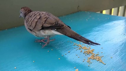 Un oiseau accro aux caresses dun humain