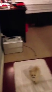 L'évasion la plus adorable qui soit pour un animal - Cute animal video buzz