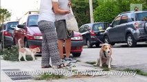 Rescue Dog Helps her Owners Feed 30 Stray Cats on her Daily Walk