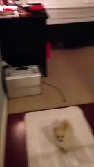 L'évasion la plus adorable qui soit