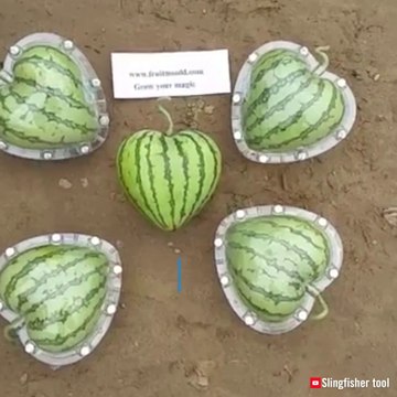 Şekil Şekil Meyveler