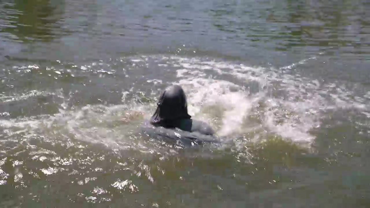 "Modern Family" Season 9 Episode 5 + **ENG--SUB** ((Streaming))