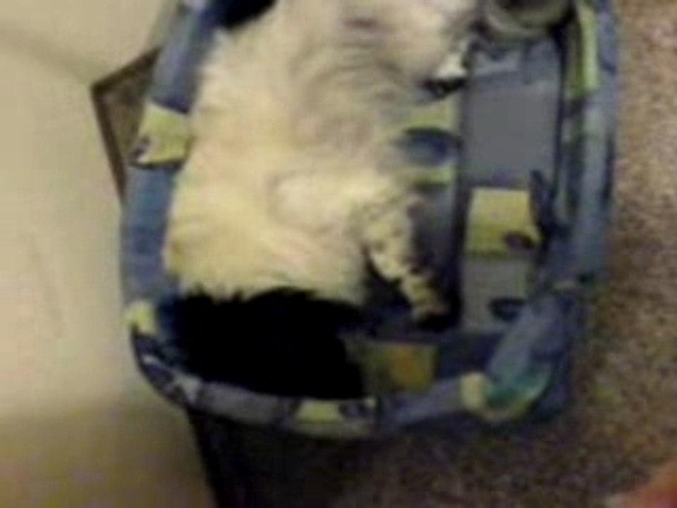 Nikus with blow-dryer