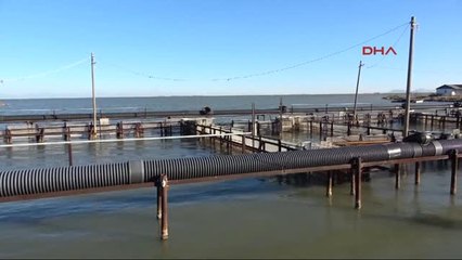 Adana Binlerce Balık Denizle Buluştu