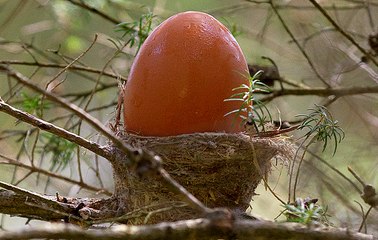 Loài chim nhỏ làm cái tổ cũng nhỏ