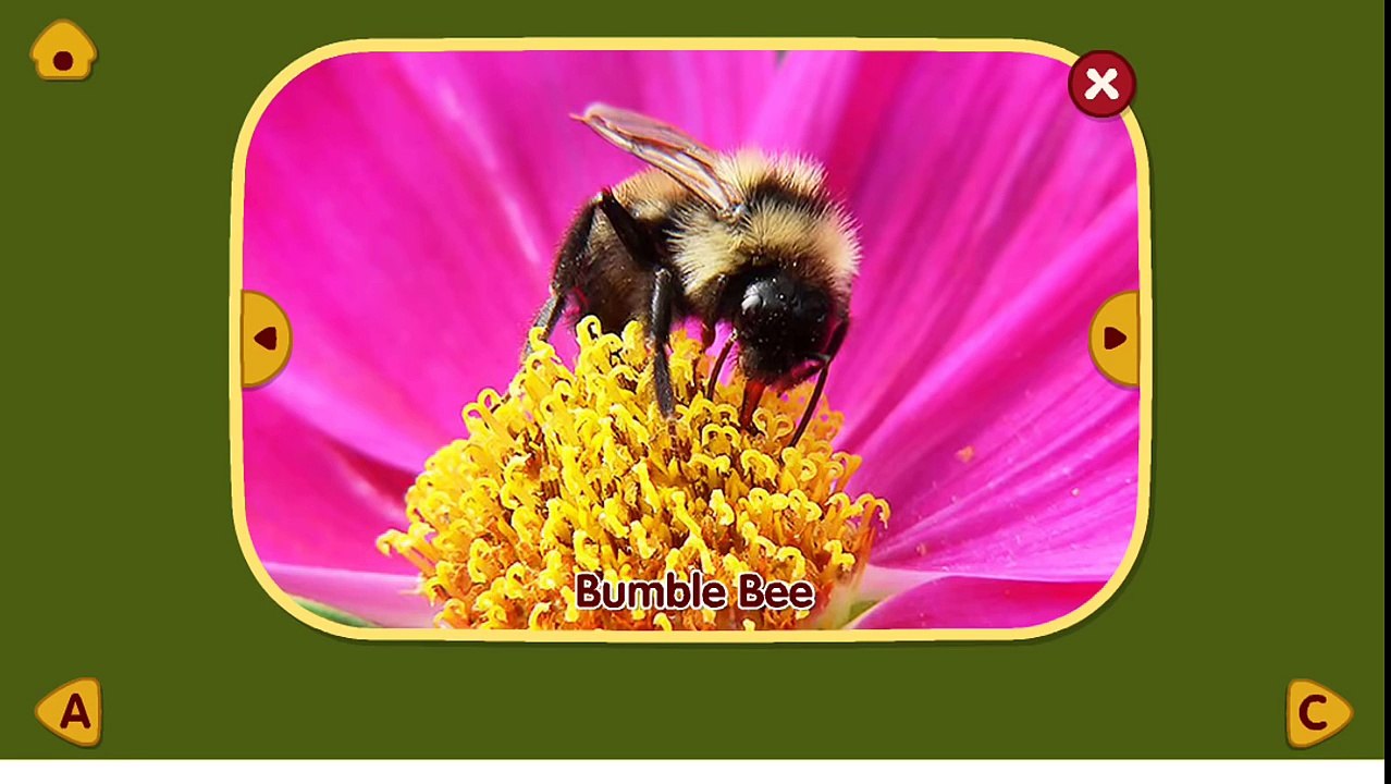 ABC Zoo Animated Flash Cards