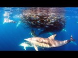 Dolphins Feed on Seal Bait Ball Off the Coast of Sydney