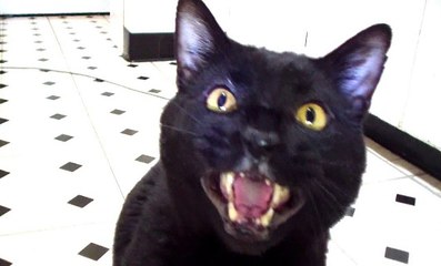 Cenas Com Gatos Que Só Falta Falar