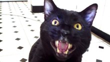 Cenas Com Gatos Que Só Falta Falar