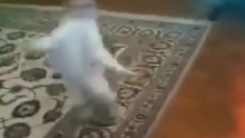Gatos Dançarinos
