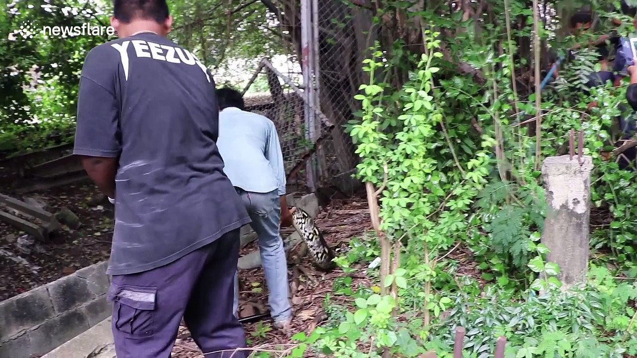 20ft long python tries to attack snake catchers after killing pet bulldog