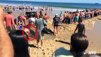 Des centaines de touristes forment une chaine humaine pour sauver un requin echoué sur la plage