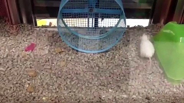 Une petite souris qui n'a visiblement rien compris au fonctionnement de sa roue