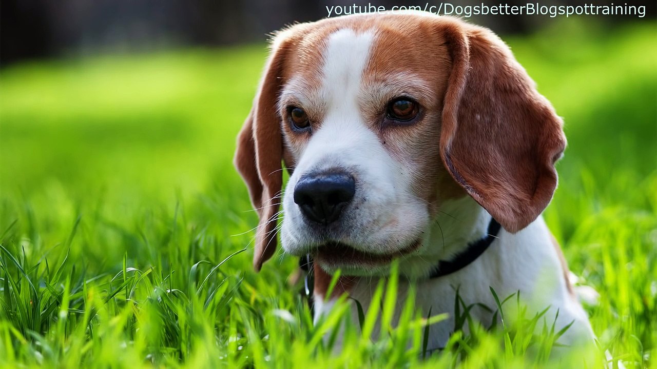 Top 10 family dog Breeds kid-friendly