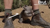 Le wombat, l'un des animaux les plus populaires d'Australie