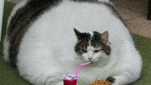 Gatos Comendo e Linguajando