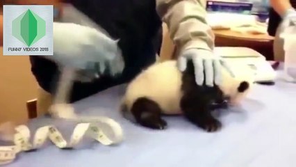 Funny videos Funny People Funny Pranks Try not to laugh challenge FUNNY VIDEOS EPIC MOMENT HD