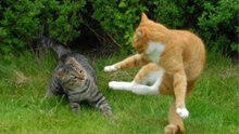 Gatos Falando Com Briga