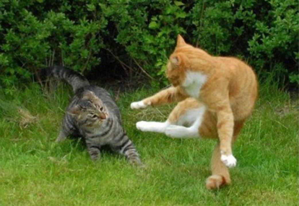 Gatos Falando Com Briga