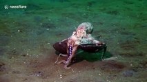Un poulpe qui marche au fond de l'océan en portant une noix de coco