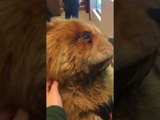 Chow Chow Pup Enjoys Sweet Treat at Ice Cream Shop