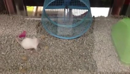 Cette souris n'a vraiment rien compris...